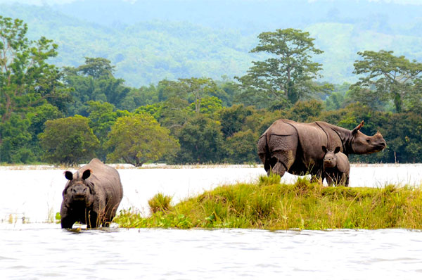Exotic  Kaziranga Guwahati Trip with Jeep Safari