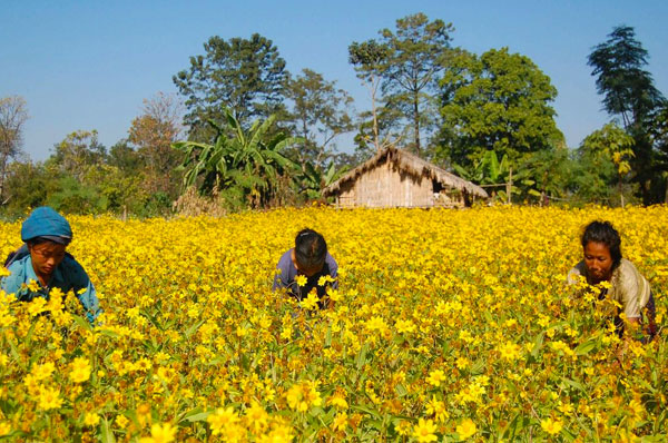 BEAUTY OF ARUNACHAL 