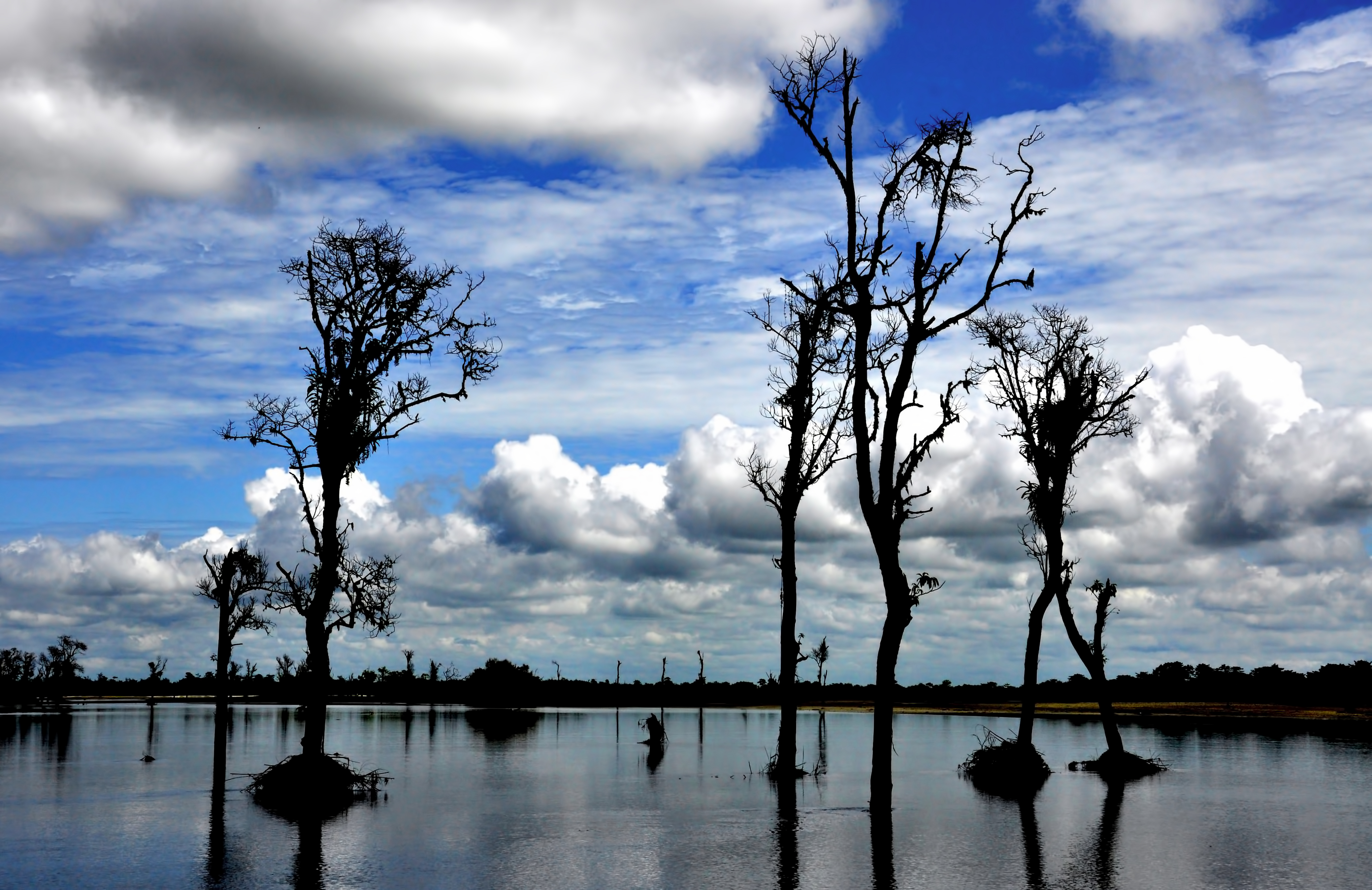 Dibru Saikhowa National Park