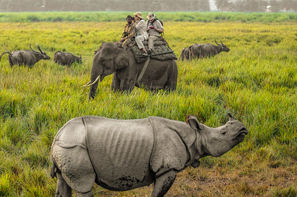 Kaziranga National Park , Shillong  With  Elephant &  Jeep safari 