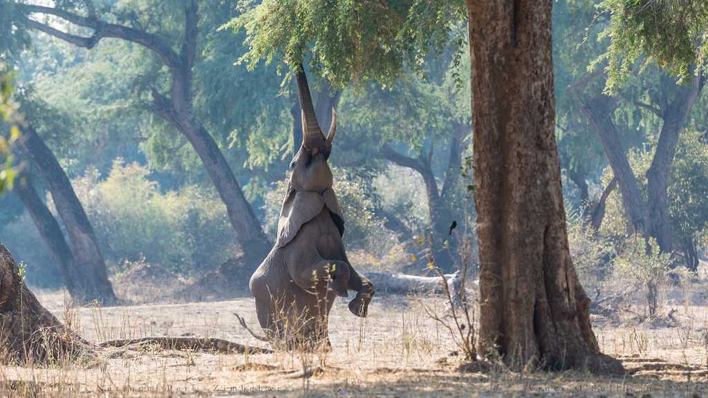 Manas National Park
